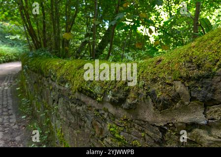 Moss fotografiert an einer Steinmauer in Edinburgh, Schottland Stockfoto
