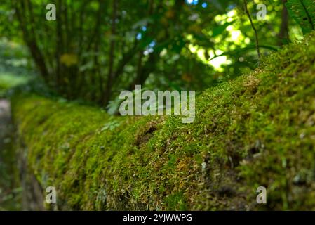 Moss fotografiert an einer Steinmauer in Edinburgh, Schottland Stockfoto