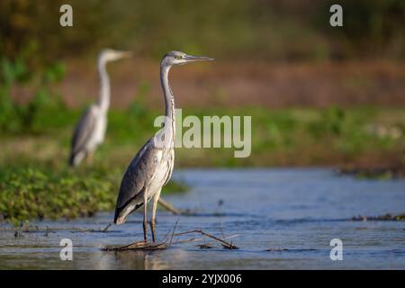 Graureiher im Lebensraum im schönen Licht. Ardea cinerea. Nahaufnahme. Der Vogel steht am Flussufer. Stockfoto