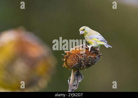 Europäischer Grünfink Carduelis chloris, erwachsener Männchen auf Sonnenblumen, Suffolk, England, November Stockfoto