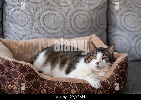 Eine ruhige Katze ruht friedlich in ihrem weichen Bett, umgeben von einem gemütlichen Wohnzimmer. Die gemütliche Atmosphäre lädt zum Entspannen in der warmen Nachmittagssonne ein Stockfoto