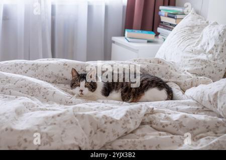 Eine entspannte Katze liegt bequem auf einem Bett mit Blumenbettwäsche und genießt einen sonnigen Morgen in einem warmen und einladenden Zimmer voller Bücher. Stockfoto