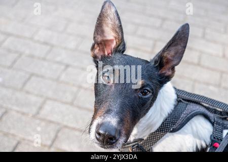 Ein schwarz-weißer Hund mit großen Ohren schaut aufmerksam auf die Kamera, während er auf Steinpflaster steht. Das Sonnenlicht unterstreicht seinen verspielten Ausdruck Stockfoto