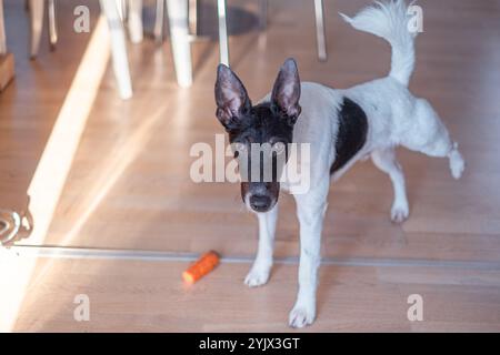 Ein neugieriger schwarz-weißer Hund steht in einem hell beleuchteten Raum mit Holzfußboden und blickt auf die Kamera, während ein oranges Spielzeug davor liegt, Captu Stockfoto