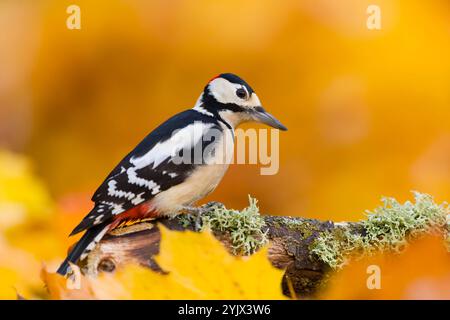 Großspecht Dendrocopos Major, erwachsener Mann, der auf gefallenem Zweig zwischen Herbstblättern sitzt, Suffolk, England, November Stockfoto