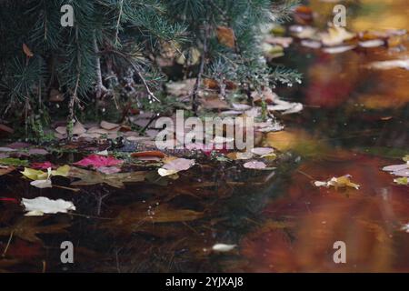 Gefallene Blätter gleiten auf dem Teich Stockfoto