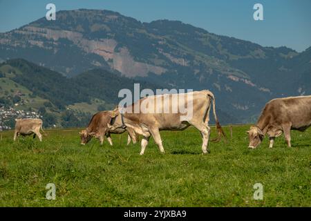 Kühe in einem Bergfeld. Kuh in den alpen. Braune Kuh vor der Berglandschaft. Rinder auf einer Alm. Dorflage, Schweiz. Kuh bei Stockfoto