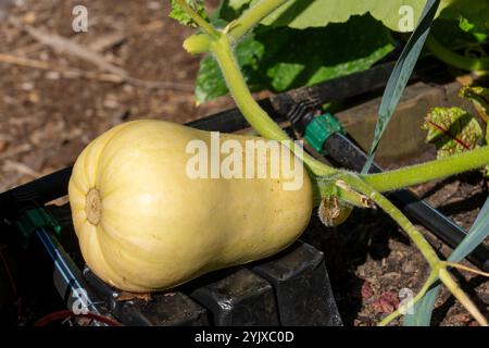 Issaquah, Washington, USA. Butternusskürbis auf der Weinrebe. Stockfoto