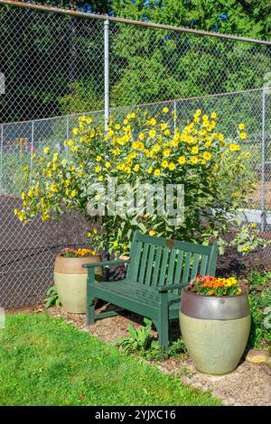Issaquah, Washington, USA. Riesige Sonnenblumen wachsen hinter einer öffentlichen Bank mit Geranien-Töpfen neben einem Tennisplatz Stockfoto