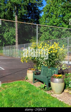 Issaquah, Washington, USA. Riesige Sonnenblumen wachsen hinter einer öffentlichen Bank mit Geranien-Töpfen neben einem Tennisplatz Stockfoto