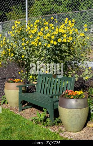 Issaquah, Washington, USA. Riesige Sonnenblumen wachsen hinter einer öffentlichen Bank mit Geranien-Töpfen neben einem Tennisplatz Stockfoto