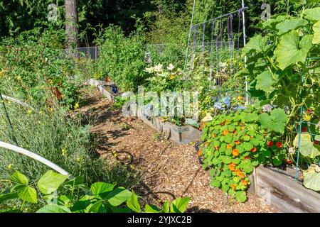 Issaquah, Washington, USA. Gemeinschaftsgarten im Herbst mit Kapuzinerkresse, Rucola, Kürbis, Tomaten und anderem Gemüse Stockfoto