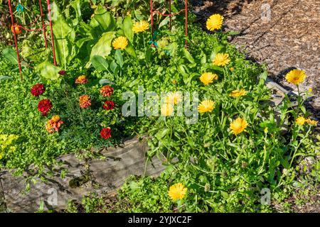 Issaquah, Washington, USA. Gemeine und Scicilian Marigolds Stockfoto