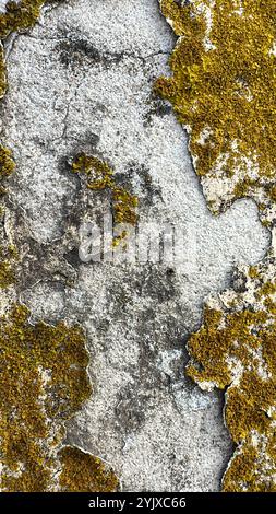 Alte schmutzige Wand mit Moos und Schimmel bedeckt - grunge Textur Stockfoto