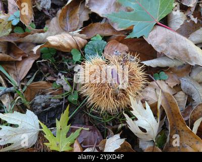 Die süße Kastanie (Castanea sativa), auch bekannt als die spanische Kastanie oder einfach Kastanie, stachelige Schale mit bräunlicher Nuss Stockfoto