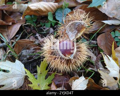 Die süße Kastanie (Castanea sativa), auch bekannt als die spanische Kastanie oder einfach Kastanie, stachelige Kupule mit bräunlicher Nuss Stockfoto
