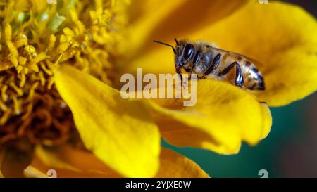 Makrofotografie einer Biene auf einer gelben Blume. Desktop-Hintergrundbild, 16:9 horizontale Ansicht. 16:9-Bild, 16:9-Hintergrundbild, 16:9-Verhältnis, hohe Qualität Stockfoto