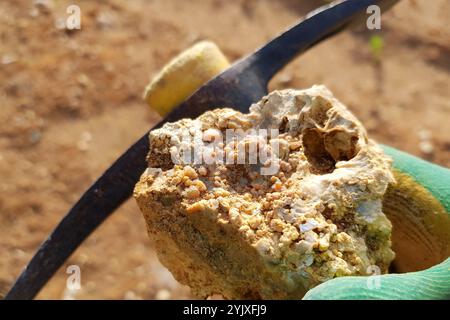 Untersuchung eines Steins während einer geologischen Wanderung. Nierenförmiger Chalcedon und eine Spitzhacke in der Hand, Feldfoto. Russland Stockfoto