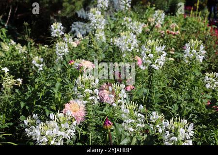 busch bedeckt mit rosa weißen Blüten Stockfoto