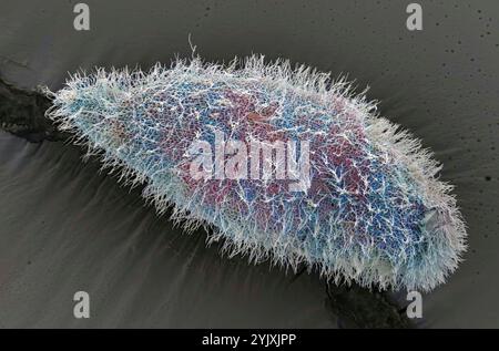 Paramecium protozoan. Farbige Rasterelektronenmikrographie (REM) eines Paramecium ciliate Protozoen. Paracmecium-Arten sind einzelluläre Flimmerprotozoen, die häufig als Vertreter der Ciliatgruppe Ciliophora untersucht werden. Sie sind in aquatischen Umgebungen weit verbreitet, einschließlich Süßwasser, Brackwasser und Meeresumwelt. Sie sind häufig in stagnierenden Becken und Teichen vorhanden. Einige Arten werden im Labor leicht kultiviert und werden daher in Klassenzimmern und Labors häufig zur Untersuchung einzelliger biologischer Prozesse eingesetzt. Vergrößerung: 600 x bei Druck mit einer Breite von 10 cm. Stockfoto