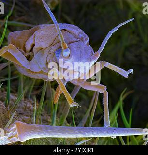 Blattlaus füttern. Farbige Rasterelektronenmikroskopie (REM) einer Blattlaus (Ordnung Hemiptera) oder Grünfliege. Die zusammengesetzten Augen sind auf beiden Seiten des Kopfes zu sehen. Unter seinem Kopf, zwischen den ersten Beinpaaren, befinden sich die röhrenförmigen Mundteile (Mandeln) der Blattlaus, mit denen sie Pflanzenstiele durchbohrt, um den saft aus den inneren Adern zu saugen. Blattläuse vermehren sich rasch und sind ernste Schädlinge von Blumen, Gemüse und einigen Obstpflanzen. Vergrößerung: X 12,5 bei 10 Zentimetern Höhe. Stockfoto