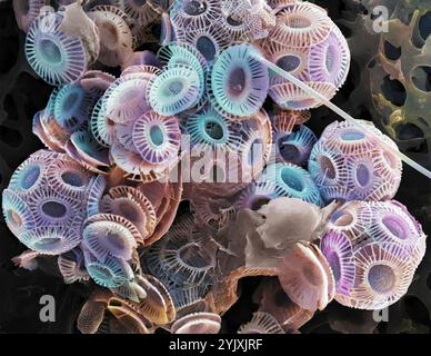Coccolithophores. Rasterelektronenmikrographie (REM) von Coccolithophores (vorwiegend Emiliana huxleyi). Coccolithophore-Algenorganismen sind kalkhaltiges Phytoplankton und sind von einem Skelett (Kokkosphäre) aus Kalziumcarbonatplatten umgeben. Wenn der Organismus stirbt, trennen sich diese Platten und sinken auf den Meeresboden. Einzelne Platten wurden in großer Zahl gefunden und können den Hauptbestandteil eines bestimmten Gesteins bilden, wie die Kreide von England. Vergrößerung: x200, wenn 10 Zentimeter breit gedruckt werden Stockfoto