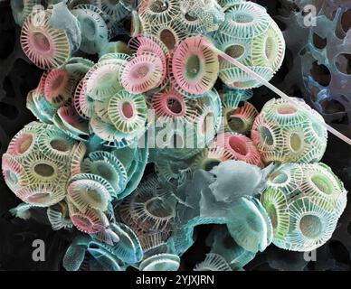Coccolithophores. Rasterelektronenmikrographie (REM) von Coccolithophores (vorwiegend Emiliana huxleyi). Coccolithophore-Algenorganismen sind kalkhaltiges Phytoplankton und sind von einem Skelett (Kokkosphäre) aus Kalziumcarbonatplatten umgeben. Wenn der Organismus stirbt, trennen sich diese Platten und sinken auf den Meeresboden. Einzelne Platten wurden in großer Zahl gefunden und können den Hauptbestandteil eines bestimmten Gesteins bilden, wie die Kreide von England. Vergrößerung: x200, wenn 10 Zentimeter breit gedruckt werden Stockfoto