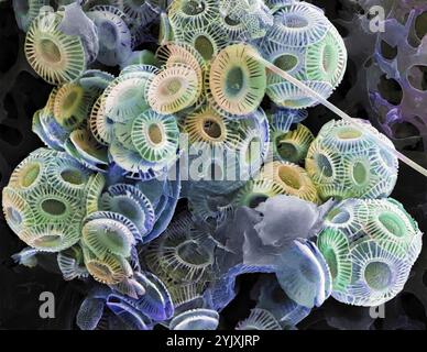 Coccolithophores. Rasterelektronenmikrographie (REM) von Coccolithophores (vorwiegend Emiliana huxleyi). Coccolithophore-Algenorganismen sind kalkhaltiges Phytoplankton und sind von einem Skelett (Kokkosphäre) aus Kalziumcarbonatplatten umgeben. Wenn der Organismus stirbt, trennen sich diese Platten und sinken auf den Meeresboden. Einzelne Platten wurden in großer Zahl gefunden und können den Hauptbestandteil eines bestimmten Gesteins bilden, wie die Kreide von England. Vergrößerung: x200, wenn 10 Zentimeter breit gedruckt werden Stockfoto