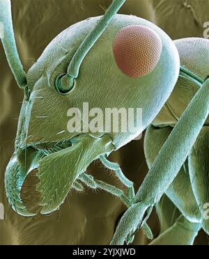 Ameisenkopf. Farbige Rasterelektronenmikroskopie (REM) des Kopfes einer roten Ameise (Familie Formicidae), die ihre großen zusammengesetzten Augen, Antennen und Kiefer zeigt. Vergrößerung: x40 bei Druck von 10 Zentimetern Breite Stockfoto