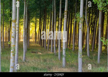 Bosque en la etapa Castrojeriz a Fromista auf dem Jakobsweg im Jahr 2024. Stockfoto