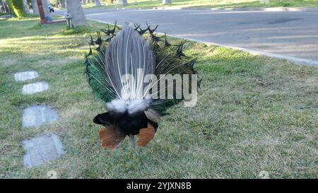 14. November 2024 Peacock auf dem Hollywood Forever Cemetery am 14. November 2024 in Los Angeles, Kalifornien, USA. Foto: Barry King/Alamy Stock Photo Stockfoto