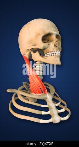 M. sternocleidomastoides mit Schädel hervorgehoben Stockfoto