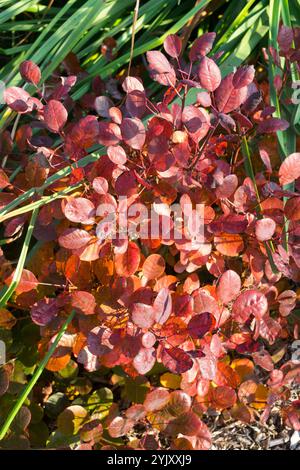 Europäisches Smoketree Cotinus coggygria 'Lilla' Europäisches Smoketree Smokebush eurasische venezianische Färberei Sumach Stockfoto