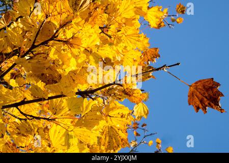 Gelb fallende Blätter auf Ahornzweigen, herbstlicher sonniger Tag im Oktober Stockfoto