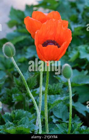 Papaver orientale, orientalischer Mohn, östlicher Mohn, groß, schalenförmig, orange-rote Blüten, kleine lila-schwarze Flecken an der Basis Stockfoto