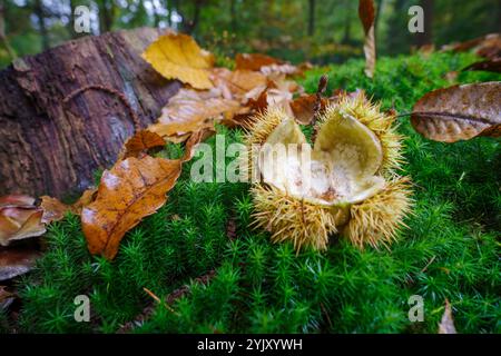 Nahaufnahme einer leeren Hülle einer essbaren Kastanie Stockfoto