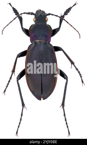 Carabus violaceus, Käferart in der Familie der Bodenkäfer, Carabidae. Isoliert auf weißem Hintergrund. Stockfoto