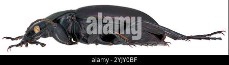 Carabus violaceus, Käferart in der Familie der Bodenkäfer, Carabidae. Isoliert auf weißem Hintergrund. Seitenansicht. Stockfoto