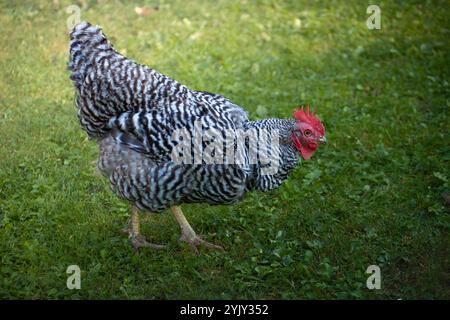 Eine „Amrock“, Hühnerrasse. Schwarz-weiß gefärbtes Huhn in einem bayerischen Garten. Sonnenuntergang Stockfoto