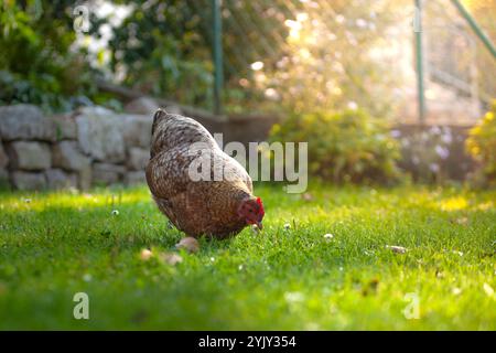 Ein Bielefelder Kennhuhn, deutsche Hühnerrasse. Braunes Huhn in einem bayerischen Hinterhof/Garten. Sonnenuntergang Stockfoto