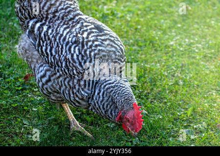 Eine „Amrock“, Hühnerrasse. Schwarz-weiß gefärbtes Huhn in einem bayerischen Garten. Sonnenuntergang Stockfoto