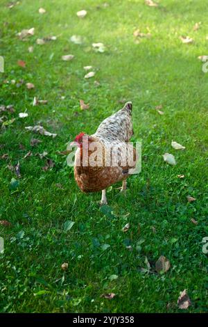 Ein Bielefelder Kennhuhn, deutsche Hühnerrasse. Braunes Huhn in einem bayerischen Hinterhof/Garten. Sonnenuntergang Stockfoto