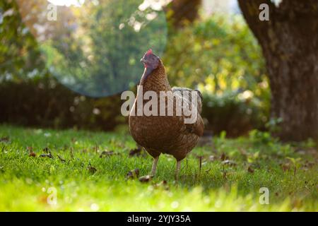 Ein Bielefelder Kennhuhn, deutsche Hühnerrasse. Braunes Huhn in einem bayerischen Hinterhof/Garten. Sonnenuntergang Stockfoto