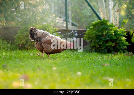 Ein Bielefelder Kennhuhn, deutsche Hühnerrasse. Braunes Huhn in einem bayerischen Hinterhof/Garten. Sonnenuntergang Stockfoto