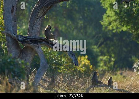 Gelber Pavian (Papio cynocephalus) in einem Baum im South Luangwa National Park, Sambia, hinterleuchtet Stockfoto