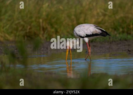 Gelbschnabelstorch (Mycteria ibis) ernährt sich von Fischen in flachen Lagunen am Sitz der Regenzeit im South Luangwa National Park, Sambia Stockfoto