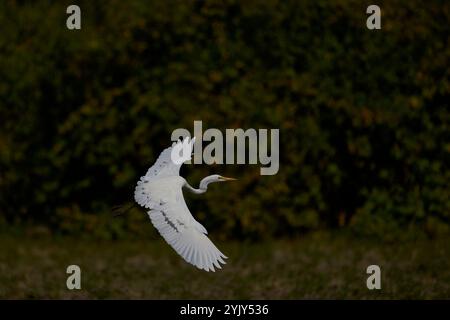 Weißreiher (Ardea alba) landet im South Luangwa National Park, Sambia Stockfoto