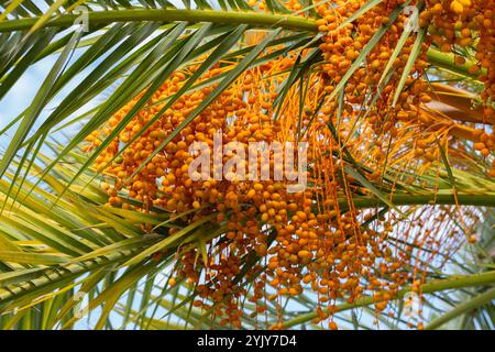 Goldgelbe Datteln reifen auf einer Dattelpalme im Nachmittagslicht Stockfoto