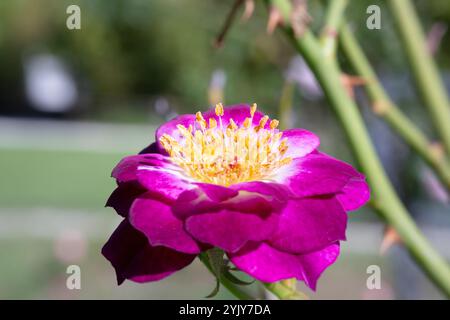 Schöne Blumen auf einem Rosenstrauch Rosa violacea, auch bekannt als La Belle Sultane Stockfoto