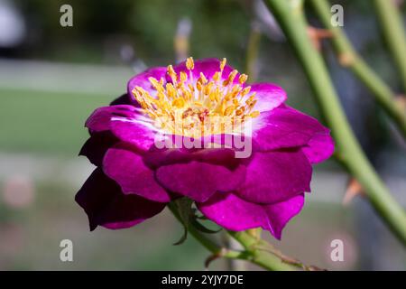 Schöne Blumen auf einem Rosenstrauch Rosa violacea, auch bekannt als La Belle Sultane Stockfoto